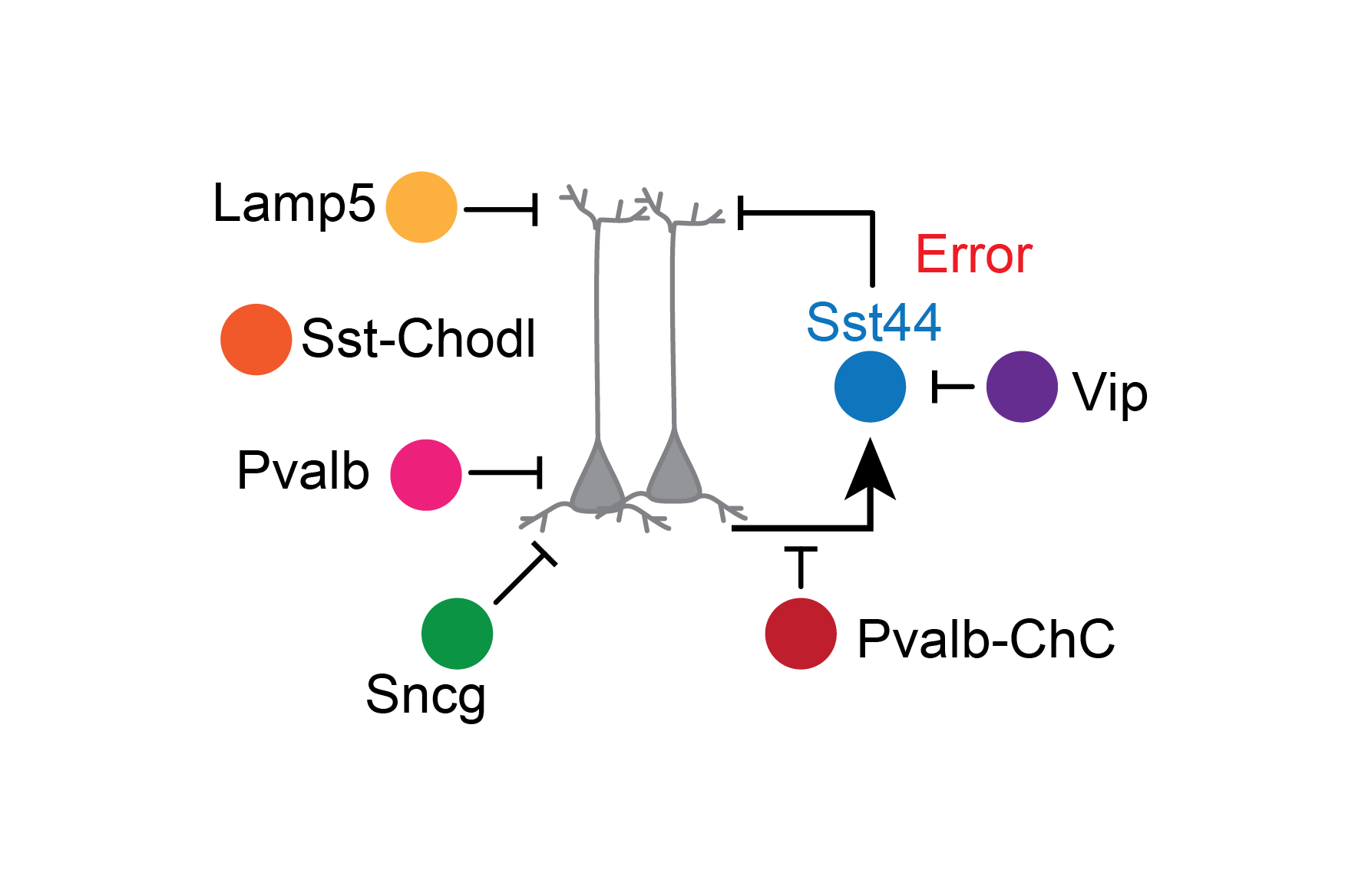 Cell types image